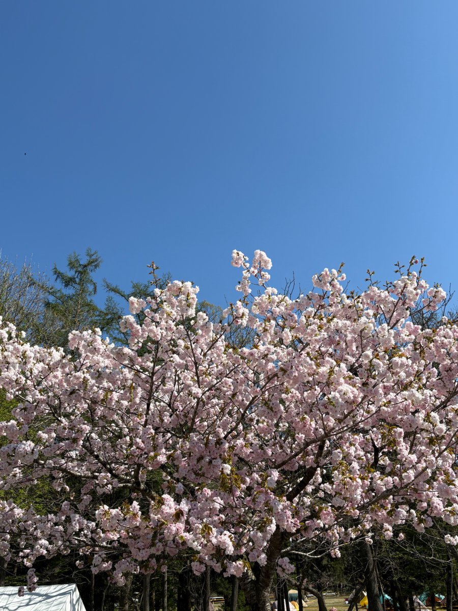 この間の土日にアラバキ行ってきた！桜咲いてて嬉しかった