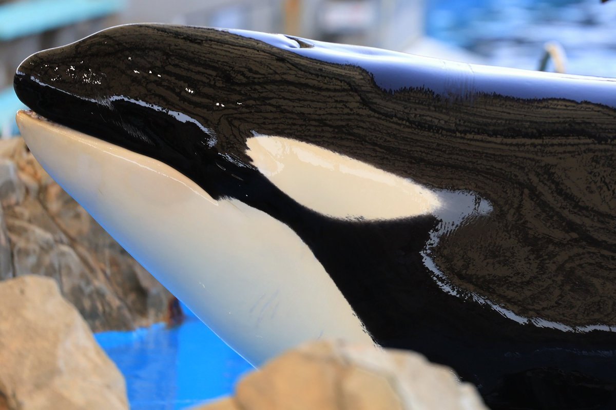 違うアングルも良いかな。

#シャチ
#名古屋港水族館