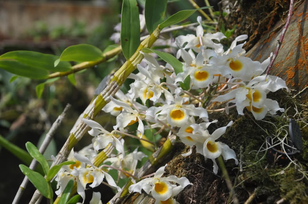 องค์การสวนพฤกษศาสตร์ tweet media