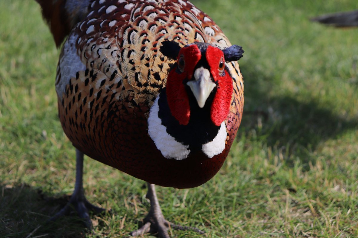 viewsbank's tweet image. Our £10 today is to identify the animal pictured

Leave your answer and Viewsbank username in the comments/reply section and you could be our next winner

Good luck 🙂 
#competitions, #surveys, #polls