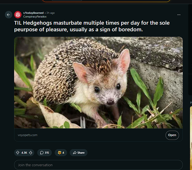 NotAlonCohen's tweet photo. This post on reddit is going viral quickly  Hedgehogs MASTURBATE multiple times per day because they are BORED The comments are hilarious and people are just memeing hedgehogs https://t.co/Bj0Bl4HswH https://t.co/8JVvz57aBu