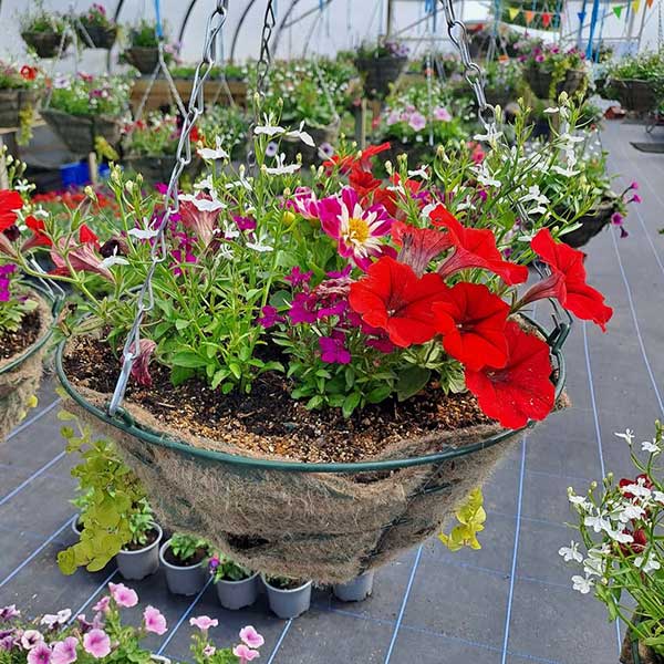 PACE_IRL's tweet photo. Come to the Priorswood House Garden
FLOWER &amp; PLANT SALE!
This May Bank Holiday Weekend
Saturday 2nd May 11:00am-3:00pm
Sunday 3rd May 11:00am-3:00pm
Monday 4th May 11:00am-3:00pm
#SummerBedding #Perennials #HousePlants
Priorswood House
100 Clonshaugh Avenue
D17 T293 https://t.co/vGzudjz24M