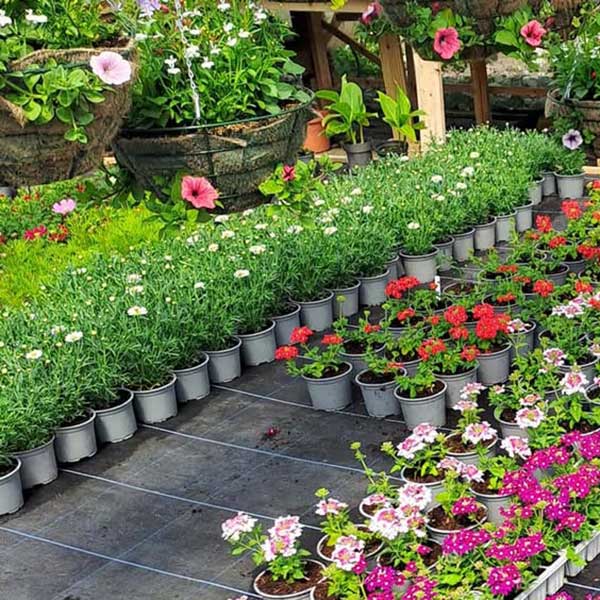 PACE_IRL's tweet photo. Come to the Priorswood House Garden
FLOWER &amp; PLANT SALE!
This May Bank Holiday Weekend
Saturday 2nd May 11:00am-3:00pm
Sunday 3rd May 11:00am-3:00pm
Monday 4th May 11:00am-3:00pm
#SummerBedding #Perennials #HousePlants
Priorswood House
100 Clonshaugh Avenue
D17 T293 https://t.co/vGzudjz24M