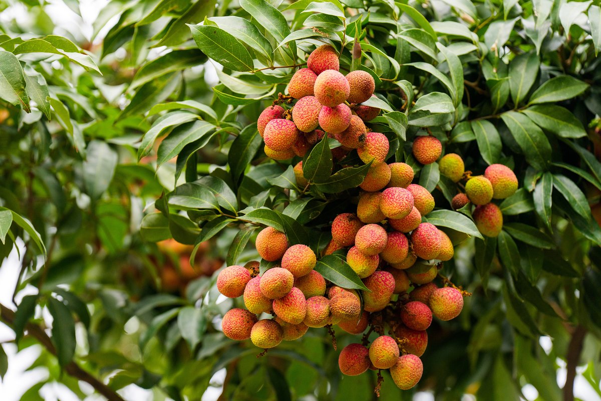 ChinaDaily's tweet image. #Lychee season is just around the corner! 🧡 In #Dongguan, #Guangdong, the March Red lychees from Daling Mountain are already ripe and ready for market. Bursting with juice, this small round fruit is sweet, tangy and super refreshing. They mark the start of an epic fruit feast.