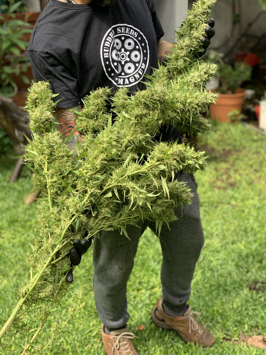 BuddhaSeeds's tweet image. Tarde de cosecha ✂️Morpheus 
#cannabiscommunity #cannabisculture #weedlovers #weedlife #weedmob #weedus