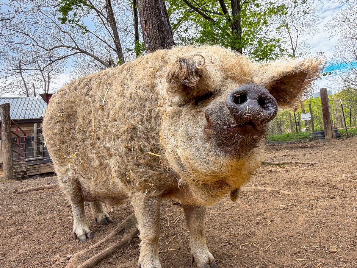 PigginsandBanks's tweet photo. Every week, we receive 5–7 inquiries from people who need to re-home their pet pig. 😔🐷 We wish we could say yes to every single one, but we cannot.

Our sanctuary has limits. We are at capacity with 70 pigs we give a forever home to. All animal sanctuaries and rescues are constantly filled to the brim with animals in need of a home. 

The reality is the demand will always outpace our capacity. That is exactly why education is at the heart of what we do here at Piggins and Banks. 

Pigs are emotional, intelligent animals with complex needs. They grow fast, they bond deeply, they live long lives, and they deserve owners who are prepared for that commitment.

The best way to protect pigs is not only rescue them after things go wrong. It is to help people understand pigs...understand their behaviors...understand their needs...and understand why they need to be looked at with the same urgency of rescue as a dog or cat.

That is our mission, and why your support matters so much. ❤️🐷

See all the ways you can help at https://t.co/h31xon0CgX 🐽

#pigs #minipigs #animalrescue