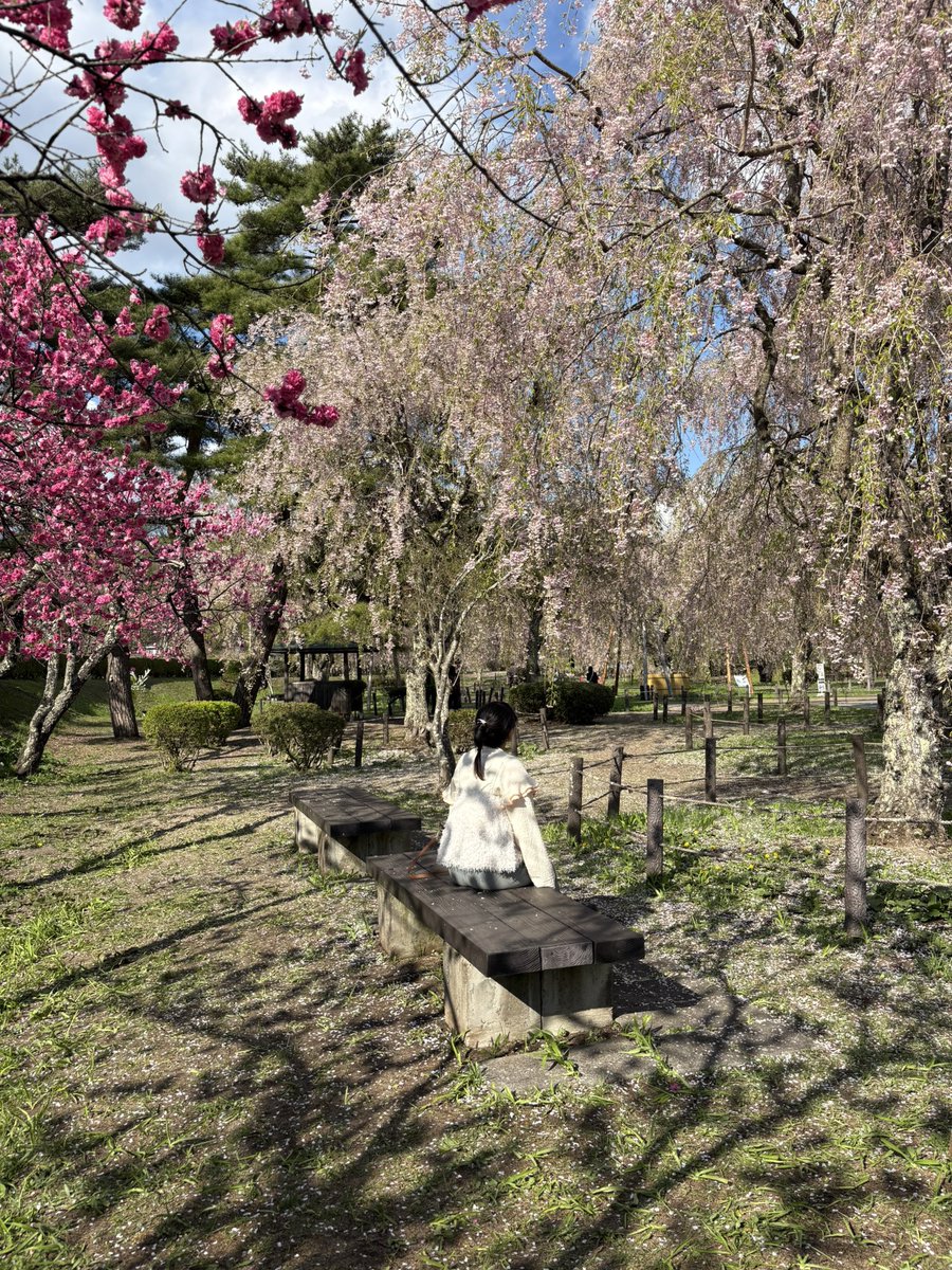 春のやわらかな陽気に誘われて、米内浄水場へ🌸 シダレザクラは散り始めていたけれど、その代わりに濃いピンクのヤマモモがちょうど見頃でした。