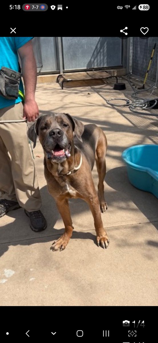 MyBoxerLuvMac1's tweet image. 💔Glo💔
▪️RELISTED TBK: 4/30💉 
 #NYCACC #252258 3y
#RescueMe

Precious sweetie's💔, just arrived stray, at scary shelter &amp;amp; already had his name changed 2 Glo.

Pioneers for Animal Welfare Society (PAWS-LI) wants to save him, but needs a committed foster

If you can be Glo's