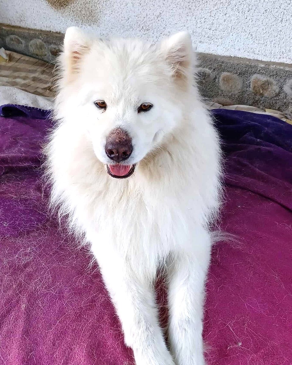 adoptds_fr's tweet image. 🤍 À L'ADOPTION : ATHOS 🤍
Magnifique type Samoyède, doux, calme et câlin. Une vraie peluche qui cherche sa famille pour la vie ! 🐾
✅ OK chiens, chats, humains
📍 FA dans le 21 (Côte-d'Or)
🏡 Maison + jardin
💌 associationamanimal@gmail.com

#adoptionchien #samoyede #dijon