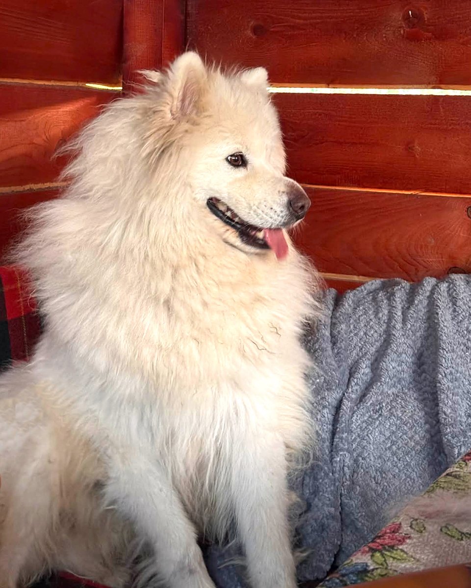 adoptds_fr's tweet image. 🤍 À L'ADOPTION : ATHOS 🤍
Magnifique type Samoyède, doux, calme et câlin. Une vraie peluche qui cherche sa famille pour la vie ! 🐾
✅ OK chiens, chats, humains
📍 FA dans le 21 (Côte-d'Or)
🏡 Maison + jardin
💌 associationamanimal@gmail.com

#adoptionchien #samoyede #dijon