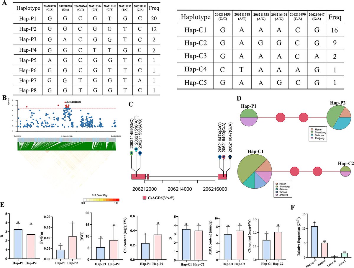transpread's tweet image. Researchers published the study in Horticulture Research, reporting that CsAGD6 is a drought-responsive gene that improves tea plant tolerance and can be converted into a useful marker for breeding.
#tea plant #drought tolerance
Details: doi.org/10.1093/hr/uha…