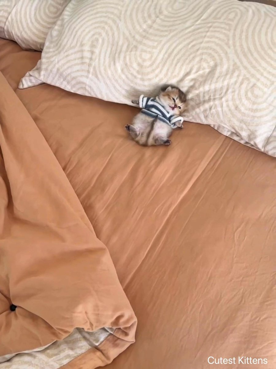 MeowCuties tweet media