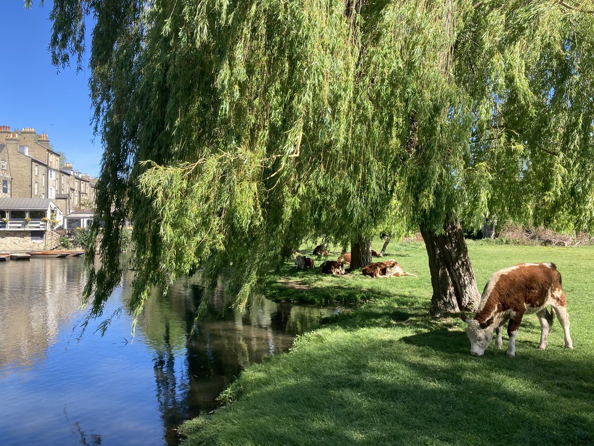 DfsStubbs's tweet image. The #cattle are back on #LaundressGreen in central #Cambridge