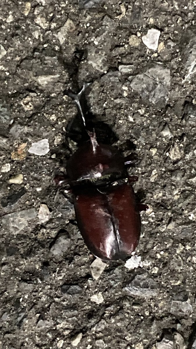 jhansuka's tweet photo. 今年のカブトムシ１号。残念ながらお亡くなりになられていました。 https://t.co/KW0qIzBC5o