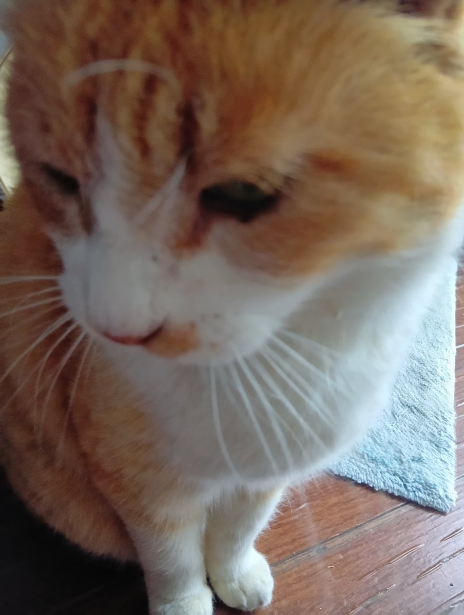 はるかฅ(ﾐ・ﻌ・ﾐ)ฅ tweet media