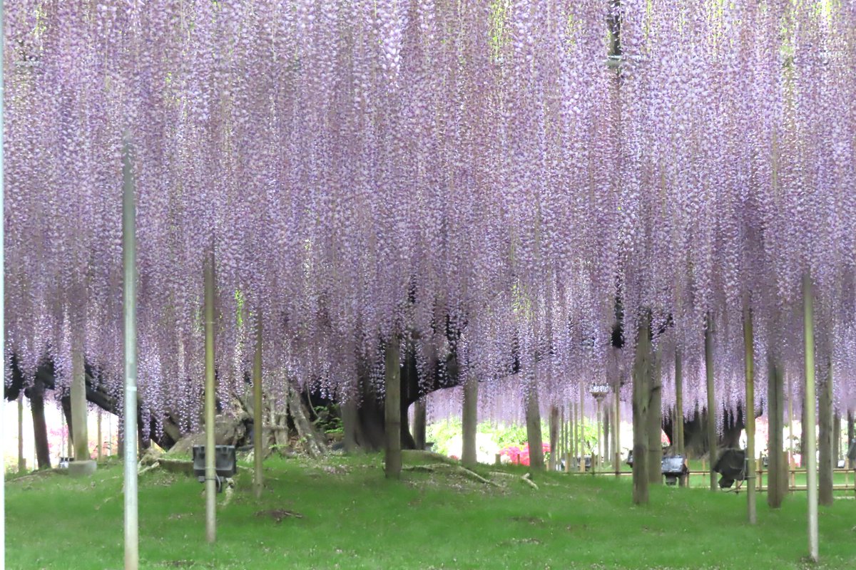 あしかがフラワーパーク【公式】 tweet media