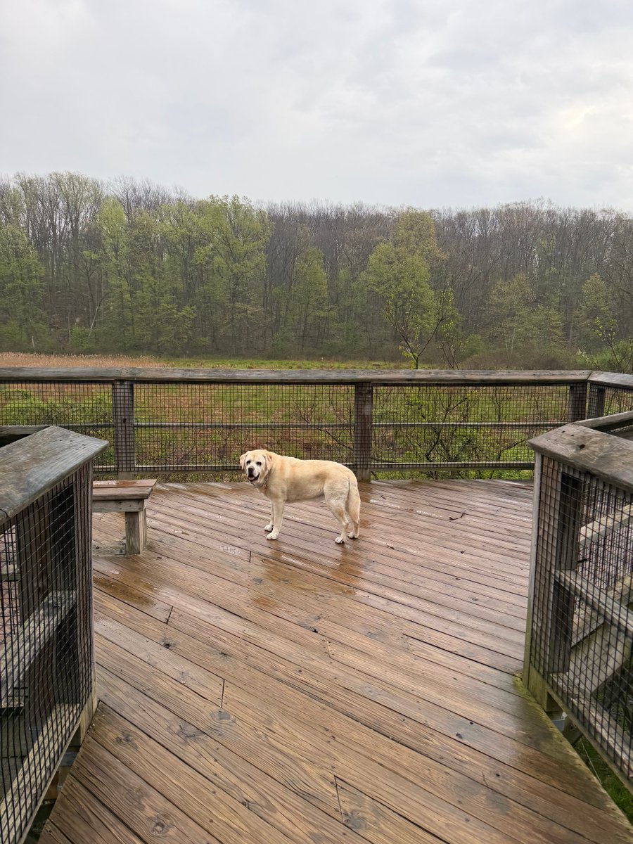 Sammy - a good doggie tweet media