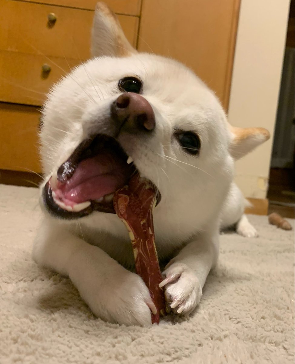 Remi206055's tweet image. いい顔してる😆のびのび育ちました🐶
 #柴犬　#dog