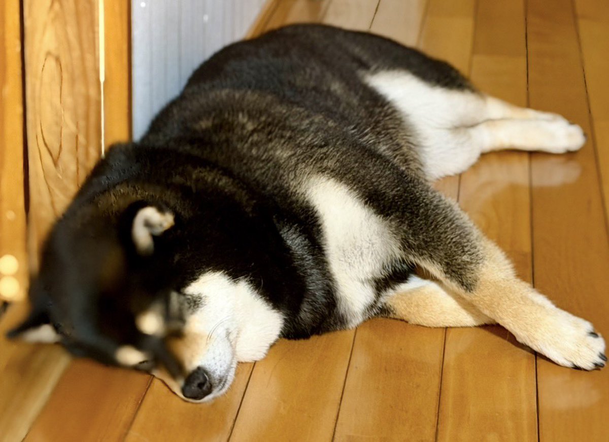 🐕ぽちゃこつ7.18🐕 tweet media