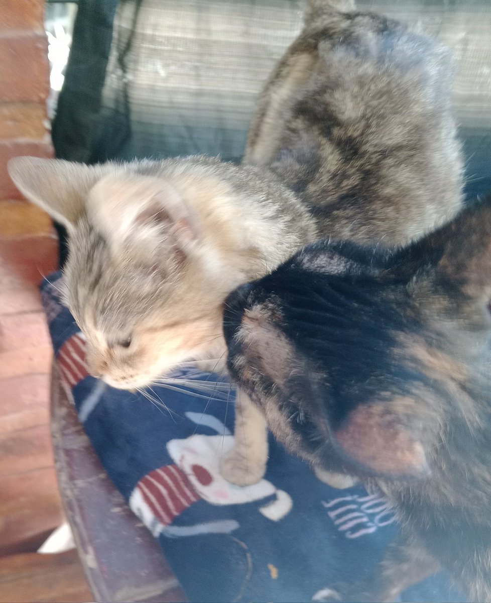 Feliz día del animal a sus mascotas!! Especialmente a mis hermosas Moon y Yuli ❤️🐱🐱🐾