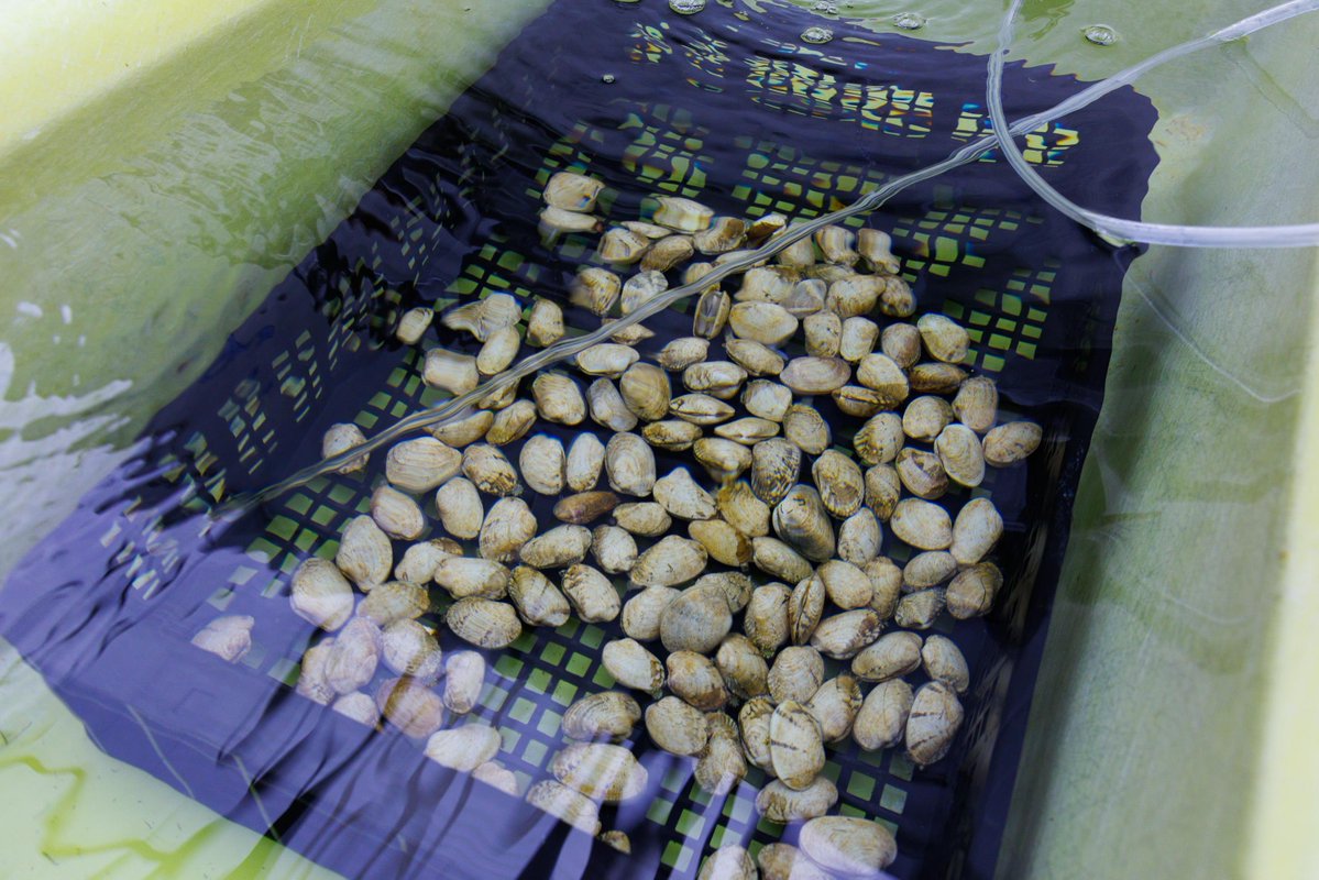 O criadeiro do Vicedo retoma a súa actividade para producir semente de bivalvos e axudar á recuperación dos bancos marisqueiros.

Un novo paso para apoiar ao sector, facelo máis sostible e protexer un símbolo da nosa identidade

#GaliciaCalidade