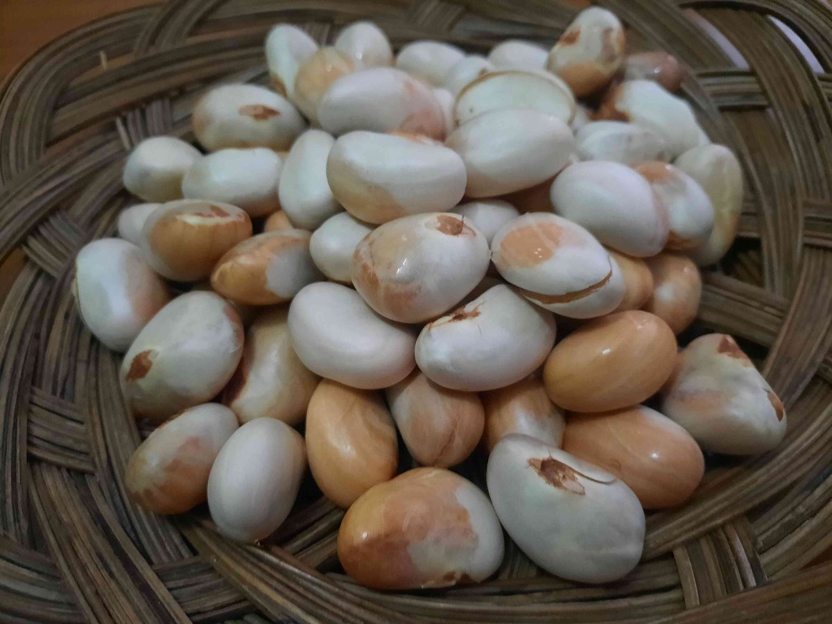 JunBukanJin tweet media