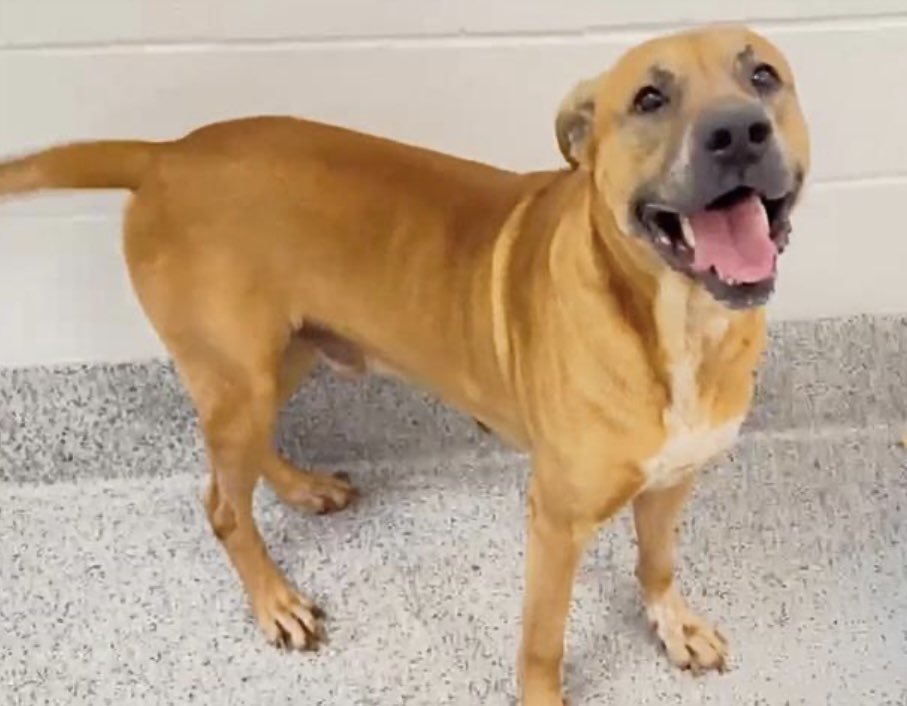 PawsnTails4TX's tweet image. 🎉💙🐾GORDO has been tagged for rescue! This sweet boy can now bark as much as he likes and truly be loved regardless of his size! Thank you everyone for giving him a second chance 🙏More details to follow as i receive them! 
Congrats GORDO 🎊🥳
Houston #TX