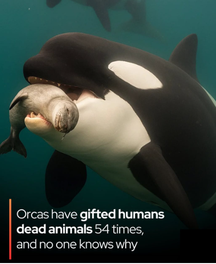 titithili's tweet image. #KirinyagaFocus #mtkenyawelcomesruto .. .. #Schools #WajibikaNaKEBS