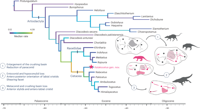 Nesslig201's tweet photo. Kalakocetus aurorae

The most basal representative of Cetacea from the Eocene of India. Its teeth bridges the gap between the shearing molars of early carnivorous cetaceans and the crushing molars  of their closest terrestrial relatives (Raoellidae)

https://t.co/kA8Hz5Mpk9 https://t.co/pvGcNLvJfo