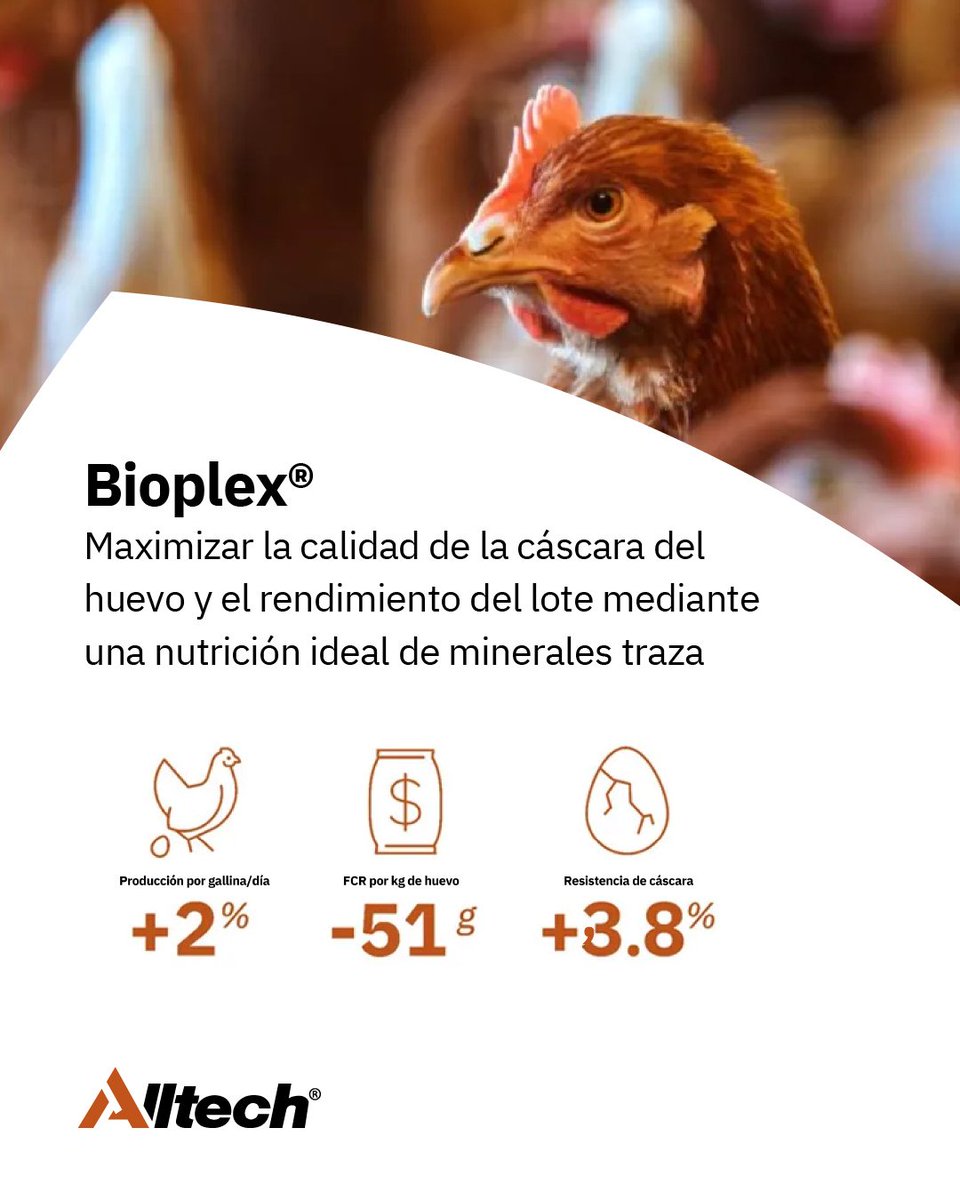 AlltechSpain's tweet photo. Desde #AlltechSpain impulsamos la investigación, la ciencia y la innovación. Mediante 3 metaanálisis, analizamos decenas de estudios y miles de aves que han confirmado los beneficios de nuestras tecnologías en la alimentación animal, el rendimiento y la sostenibilidad. https://t.co/r6urawLDRk