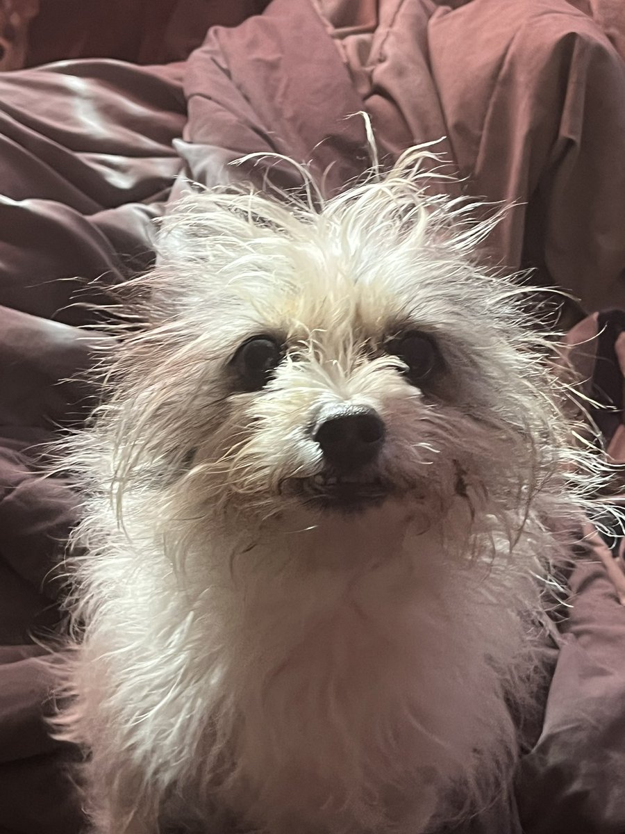 panic saw romeo santos !!! tweet media