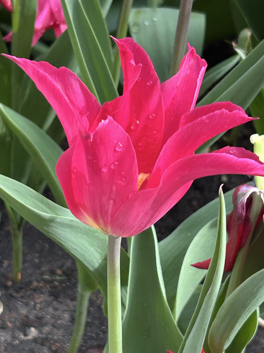GGoodtaste's tweet image. Someone said, tulips are the quiet poets of the garden, speaking in bold colorful strokes.
How can we speak in bold color today?
#WednesdayThoughts #WednesdayMotivation