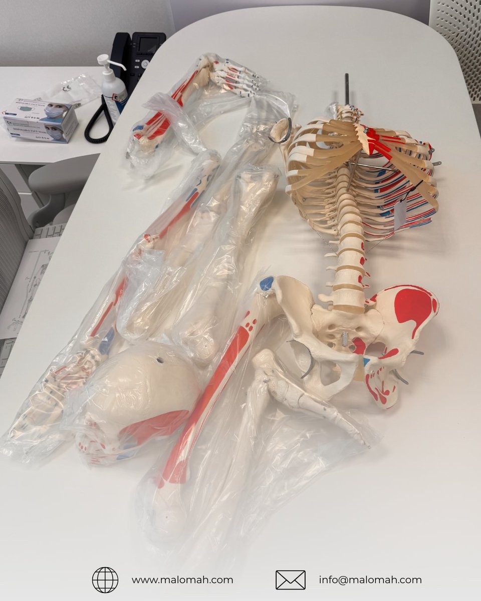 MalomahEst's tweet image. We are proud to announce the successful installation of high-quality anatomical models at a leading hospital in Riyadh.

#MedicalEducation #HealthcareTraining #AnatomyModels #ClinicalSkills #Malomah