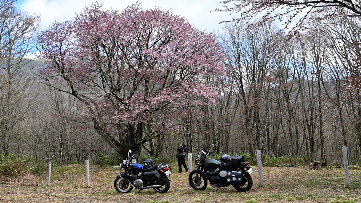 マスノスケ🇯🇵スクランブラー900🇬🇧 tweet media