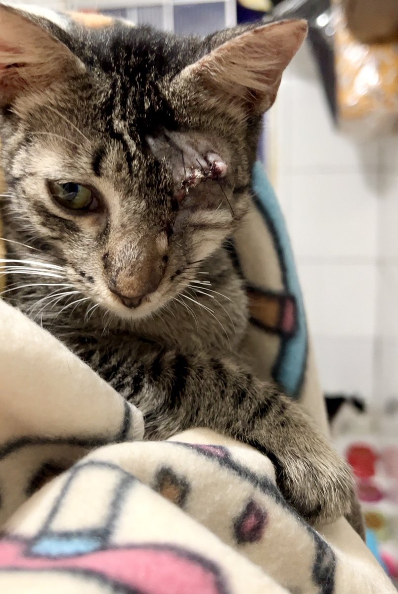 di_abrigo_davi's tweet photo. Titios, por favor, nos concedam um pouco de atenção. Não divulgamos mais a nossa vaquinha por falta de tempo. Temos até amanhã para arrecadar os 2 mil da parcela mensal do nosso lar. Os custos com a clínica ficaram em 1.167,50 e hoje tomos que comprar ração para os gatos e 
+ https://t.co/SiBpf2d9K6