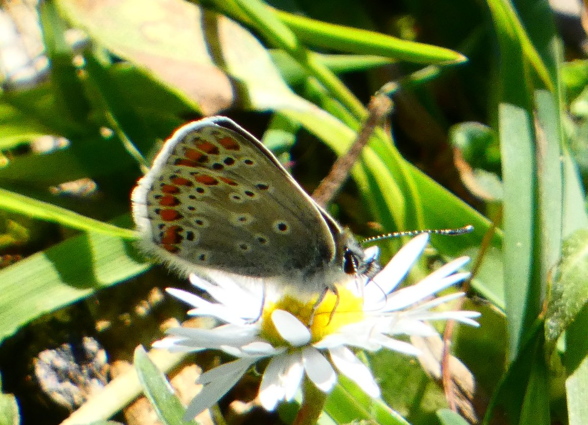 The first Brown Argus of the year, my earliest sighting ever, at Summer Leys this morning. <a href="/BedsNthantsBC/">Beds and Northants BC</a> <a href="/wildlifebcn/">The Wildlife Trust for Beds, Cambs & Northants</a>