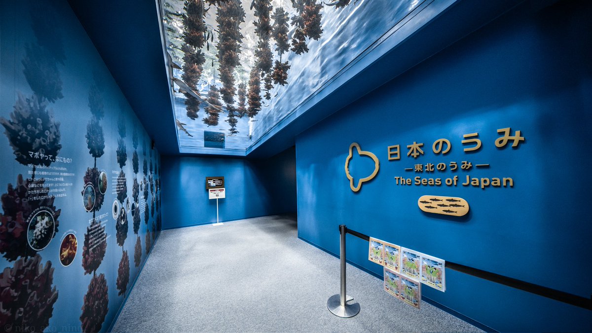 ako03201's tweet photo. 仙台うみの杜水族館。
久しぶりに行ったけど楽しかったなぁ。
今なら、はらぺこあおむしコラボしてるよ。
エリック・カールの描く海の生き物たちかわいいよ。 https://t.co/gNyjQTC95x
