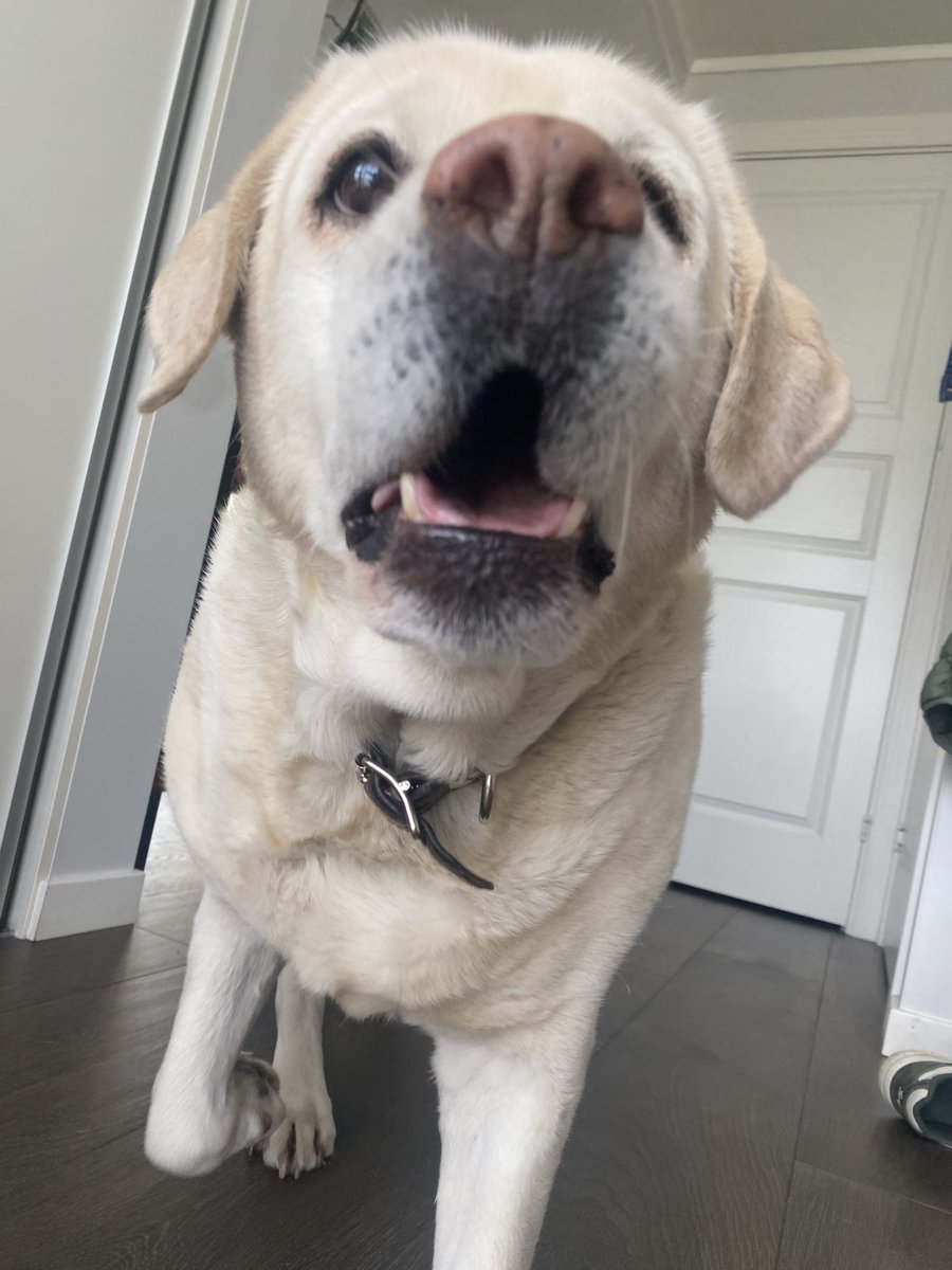 _NotThatAdele_'s tweet image. Isnt she cute 🥰🥰

#dog #labrador #goldenretriever