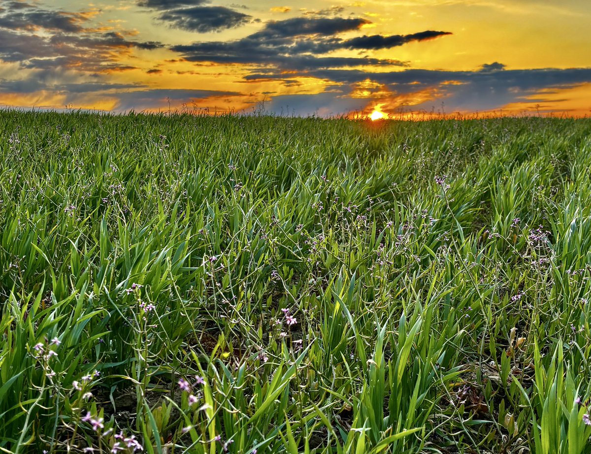 SteveProsinski's tweet photo. Seize the (hump) day!
#sunrise #ag #montana https://t.co/T6f70ZoYr6