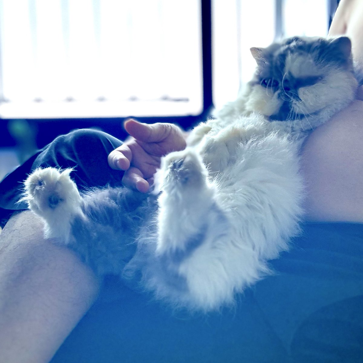 GrannieNTaddie's tweet image. Who’s a daddy’s girl 😻#meow #catsoftwitter #catsontwitter