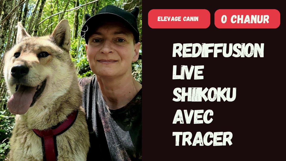 ChanurAkita's tweet photo. REDIFFUSION LIVE Shikoku avec Manten 🐺🌲 discussion sur les chiens japonais 🐺🇯🇵
Lien direct ici ⬇️
https://t.co/BjgAjSN6gX
#四国犬 #shikokuken #Shikoku #shikokudog #chiot #chiots #chien #chiens https://t.co/eDuwEx1q8x