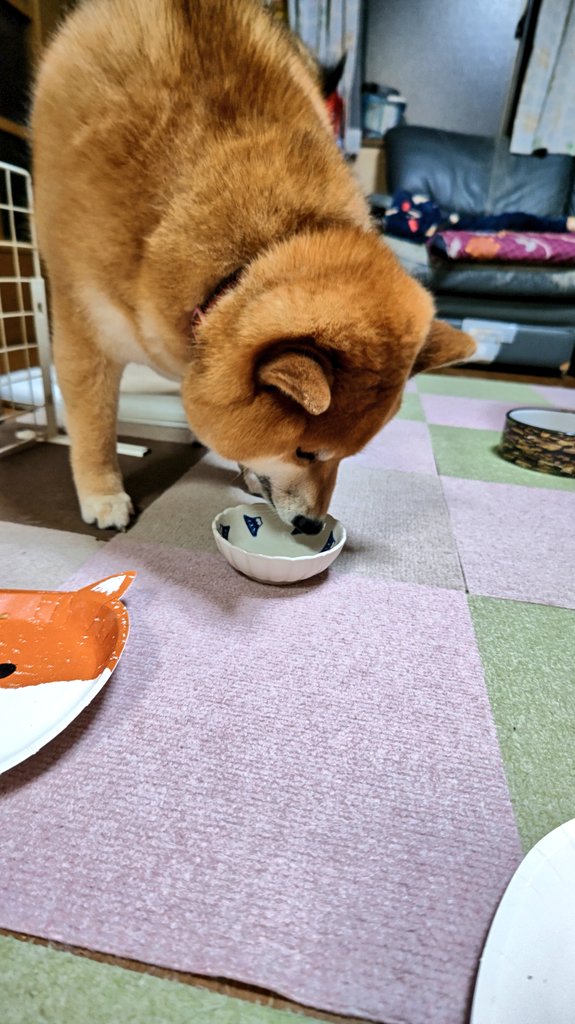 柴犬スズカとスズナ と夏鈴 tweet media