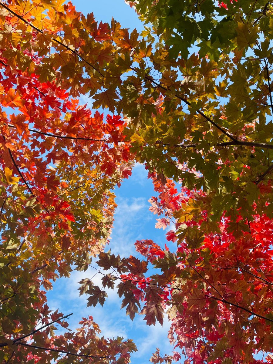 MathieuAlain17's tweet image. New indie drama alert! "Whisper of the Pines" drops this Friday—raw performances, a twist you’ll never see coming, and a forest that feels like a character itself. Don’t miss the buzz.  #IndieFilm #NewRelease