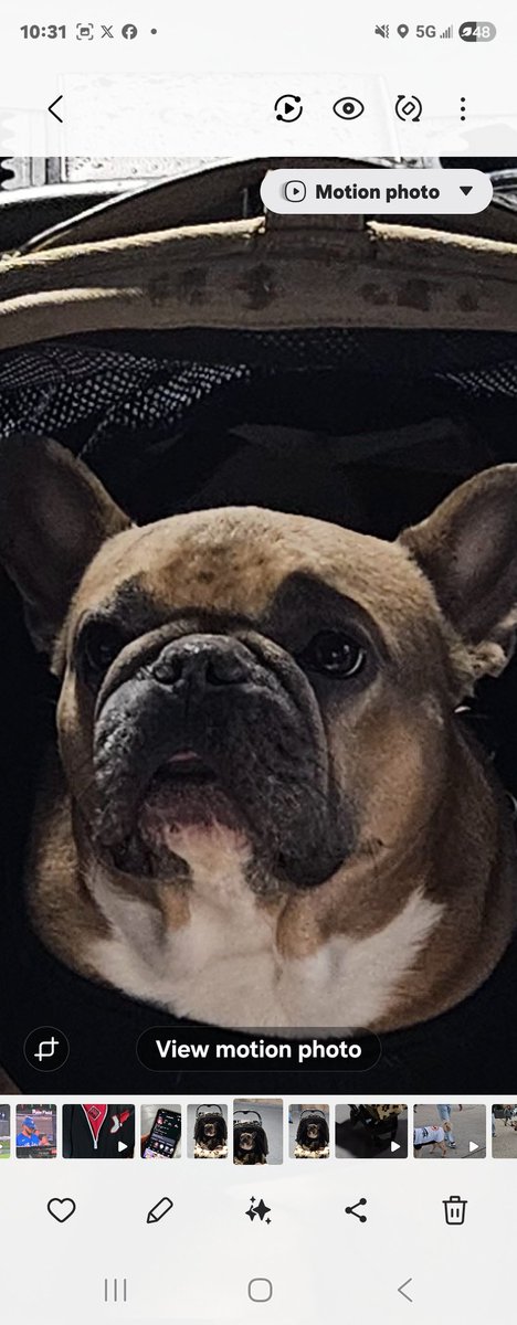 TheRealSoxChic's tweet image. Go Follow #SoxChic Fav Dog from #WhiteSox  #DogDay 2026 it was a bad rain delay but that didn't stop #ButtSwirls from coming out to the Rate.  Follow him on @instagram he has more followers than most of us humans lolbs.