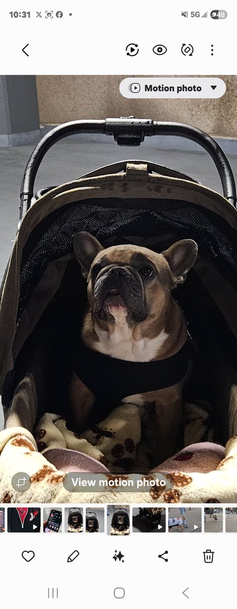 TheRealSoxChic's tweet image. Go Follow #SoxChic Fav Dog from #WhiteSox  #DogDay 2026 it was a bad rain delay but that didn't stop #ButtSwirls from coming out to the Rate.  Follow him on @instagram he has more followers than most of us humans lolbs.