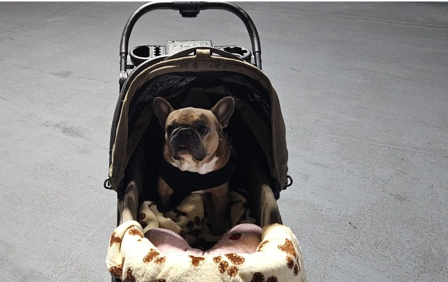 TheRealSoxChic's tweet image. Go Follow #SoxChic Fav Dog from #WhiteSox  #DogDay 2026 it was a bad rain delay but that didn't stop #ButtSwirls from coming out to the Rate.  Follow him on @instagram he has more followers than most of us humans lolbs.