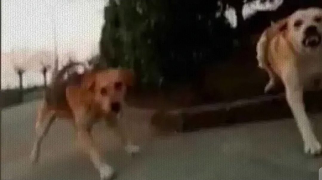 Köpek Haberleri tweet media