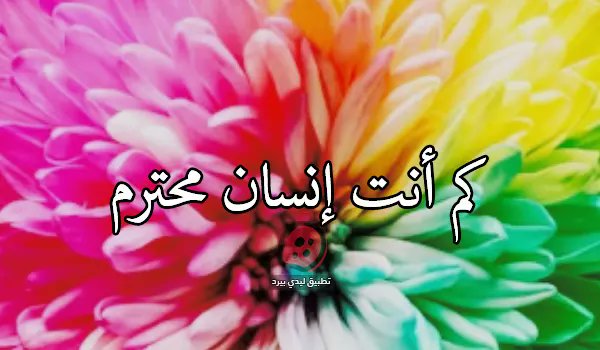 كيتلر tweet media