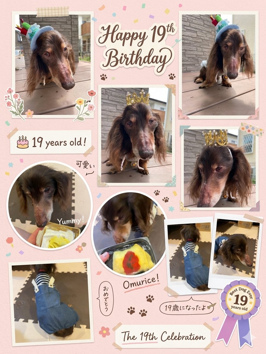 mitsukimama0's tweet photo. #誕生日 #19歳 #ミニチュアダックス #チョコタン
痙攣したりごはんなかなか食べてくれなかったりしたけど19歳の誕生日を迎えることができました🎂🎉
ケーキもオムライスも気にいってくれたみたいでお鼻につけながらあっという間に食べてくれました👍
今年のプレゼントはお洋服にしました🎁
可愛い💕 https://t.co/VbnnOnsO9r