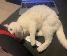 MissingTarn81's tweet image. 29.04.26 Perdue chatte blanche à Lisle sur Tarn (vers impasse Les Ferriers). "Tika". Tatouée et pucée. Collier anti-puce gris. Tél : 06 52 78 01 34 #Tarn #chat